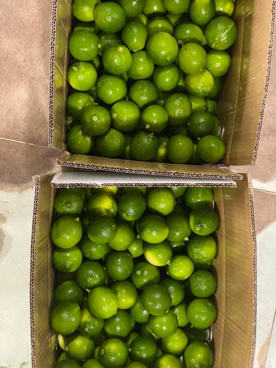 Competitive Price Green Natural Fresh Lemon Sour Taste Used For Beverage Wholesale Orders Origin From Vietnam