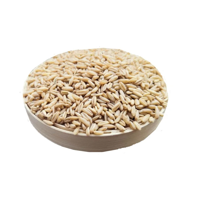 High Quality Organic Oats Grains Available For Sale At Low Price