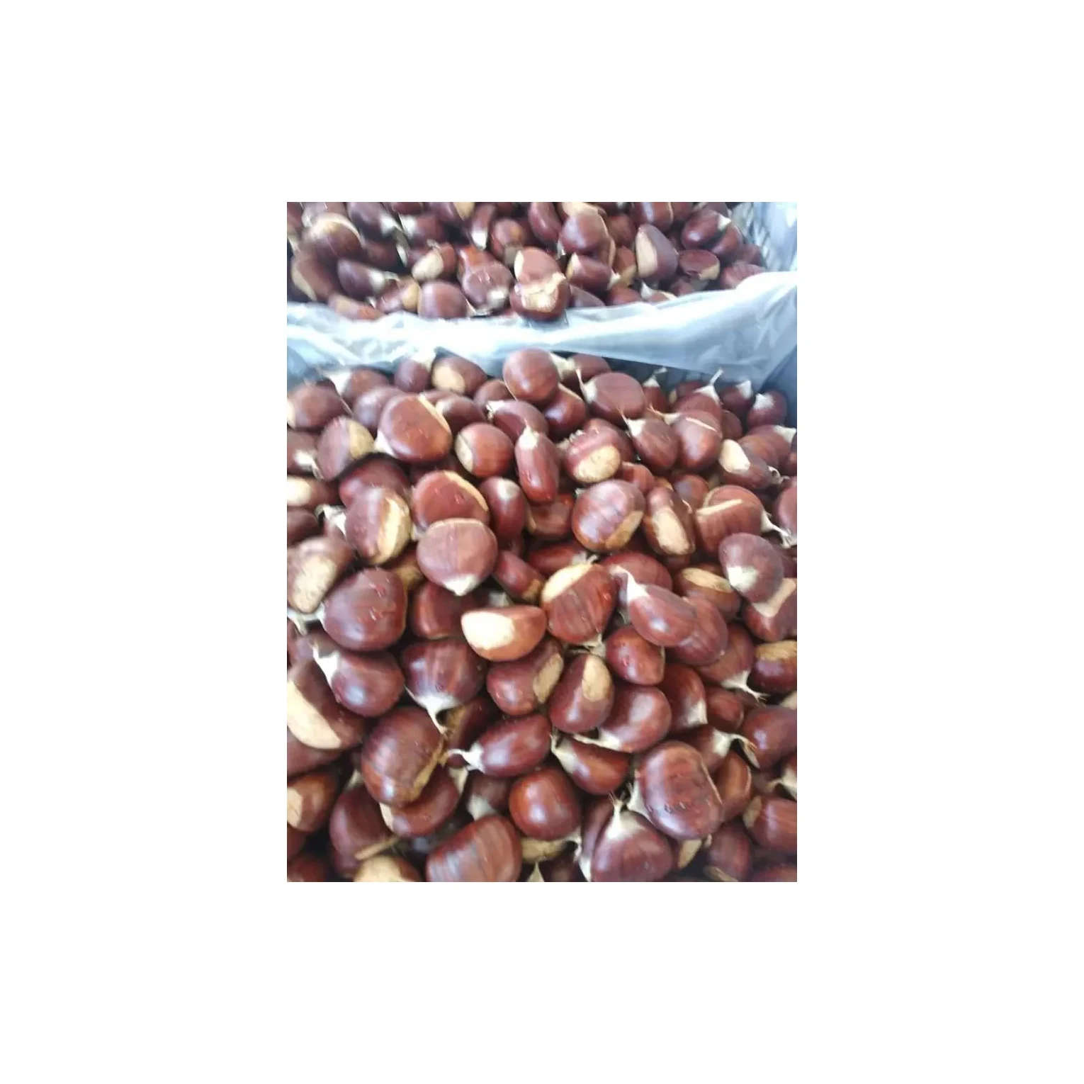 Good price fresh chestnut for sale in Germany