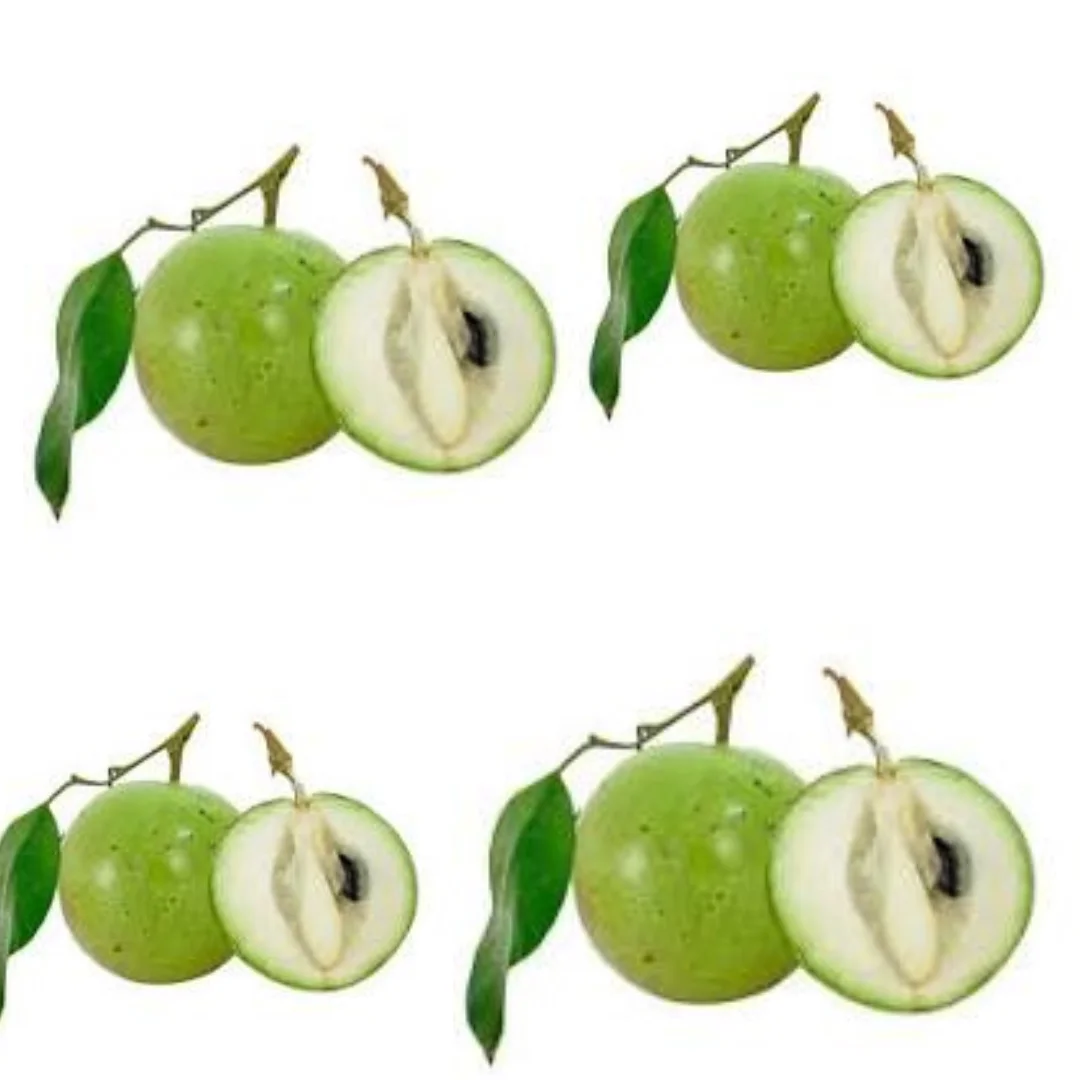 The Best Fresh Star Apple Sweet Taste Vietnamese Fresh Purple Star Apple red Star Apple White Star Apple Export Fruit