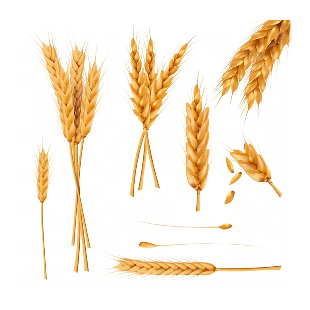 Food Edible Hard Organic Pure Wheat High Quality Wheat Natural Wheat
