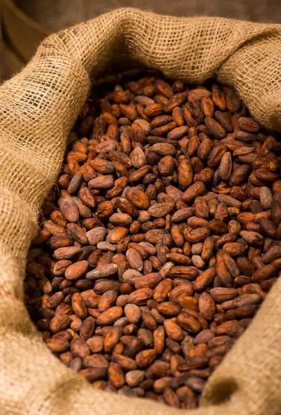 Factory price Cocoa beans