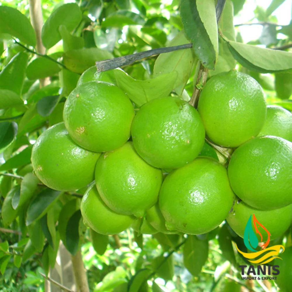 Натуральный Свежий зеленый лимон без семян, высококачественный лимон из Вьетнама по международным стандартам, полезный для здоровья