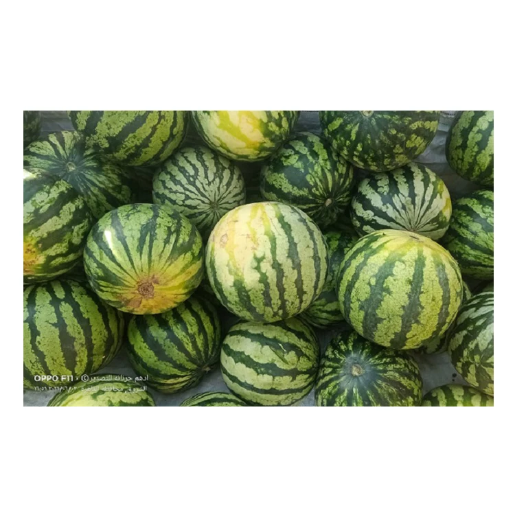100% Natural Delicious Taste Best Quality Wholesale Egyptian Fresh Fruit Seedless Watermelon at Reliable Market Price From