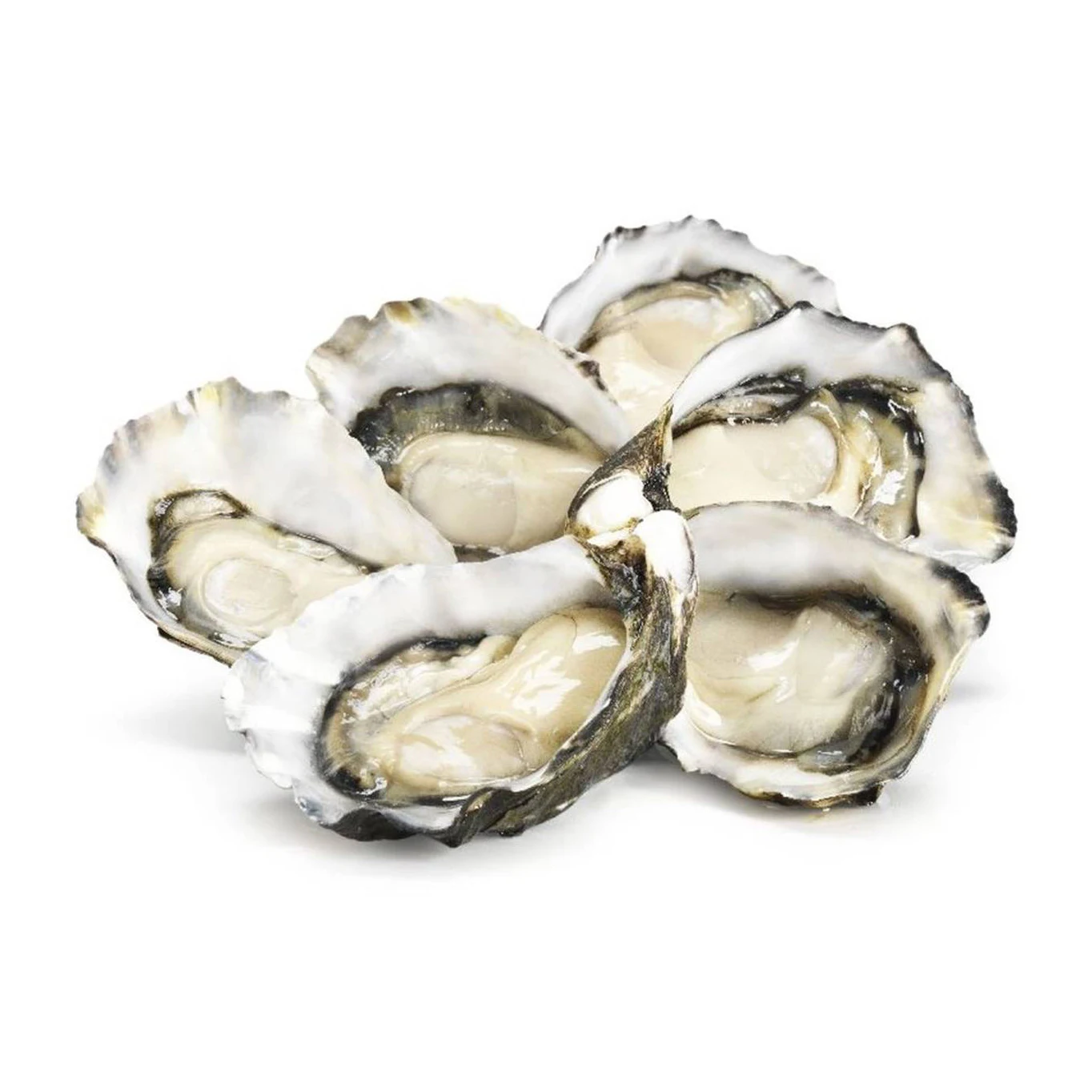 1 Year Live Wholesale Fresh Oyster Price with Big Size and Sweet Taste from  Frozen SMART OYSTER EAZY TO EAT eaten all seasons