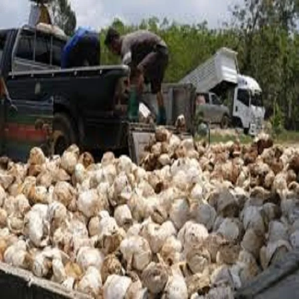 NATURAL RUBBER CUP LUMP