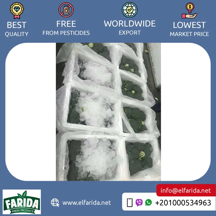 Standard Quality Best Selling Delicious Vegetables Fresh Broccoli from Egypt Origin Exporter at Reasonable Market Price