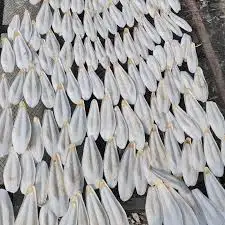 High quality - meets export standards, Dried Bulk Top Grade cuttlefish bone For Birds and Reptiles from Vietnam