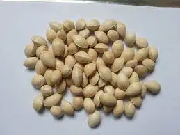 Качественные гайки Ginkgo для продажи