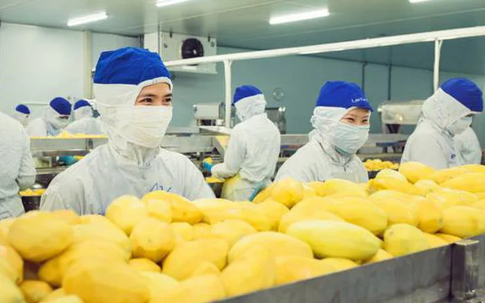 Frozen Durian Fruits - Viet Nam Organic Durian from Non-GMO farmers WhatsApp +84988667319