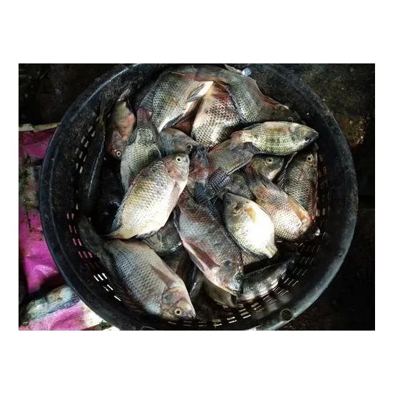 Cheapest Price Saefood Supplier Bulk Frozen Fish Tilapia | Whole Red Tilapia Fish With Fast Delivery