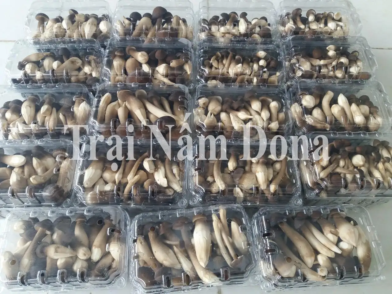 Культивируемый киновозный грибок термитов (Termitomyces albuminosus) цельный сушеный гриб источник сырого корма для фермерского использования низкая цена