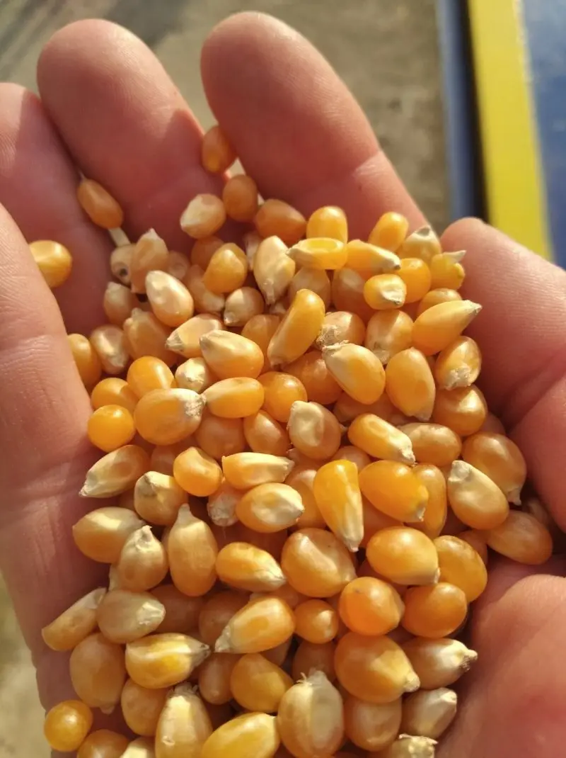 Best Grade Animal Feed Yellow Corn at cheap prices in bulk with fast world wide shipping