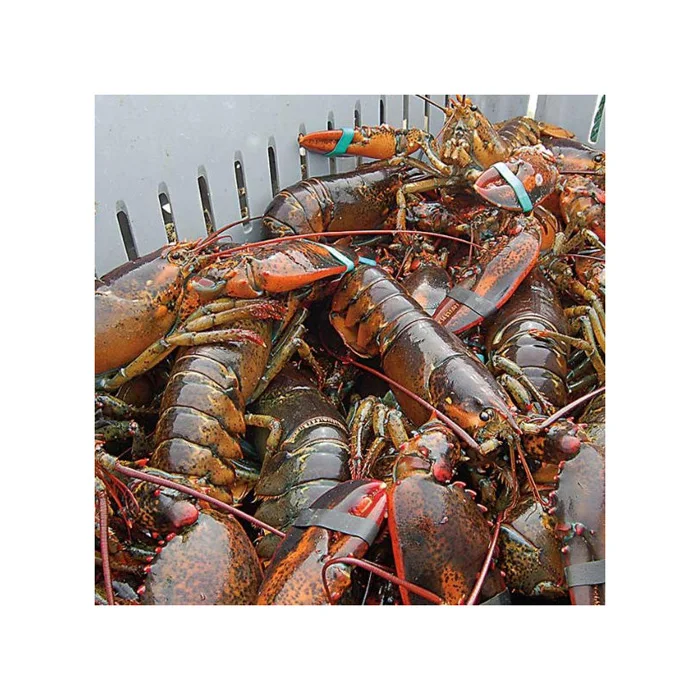 Frozen Rock Lobster / Frozen Lobster Tail / Fresh Live Lobster