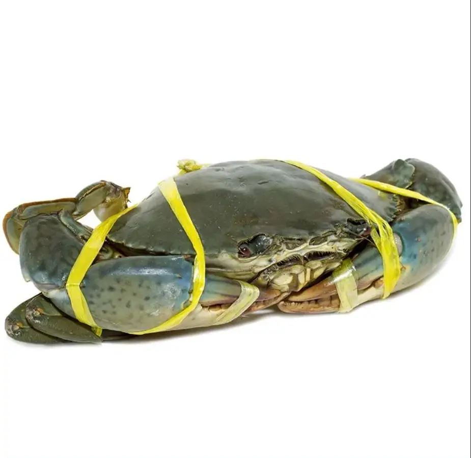 Bulk Living Mud Crab for sale