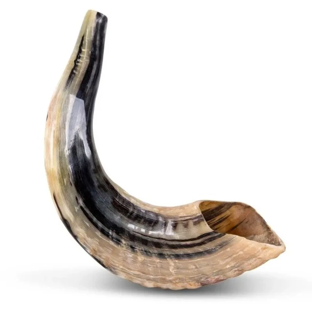 Natural Small Ram Rams HORN SHOFAR 10-13 medium From Israel New Jewish Music