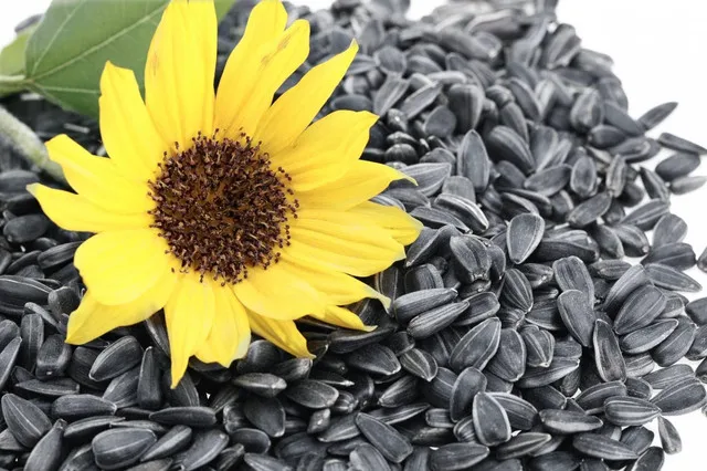 Sunflower Oil Best Price From Factory Free Sample