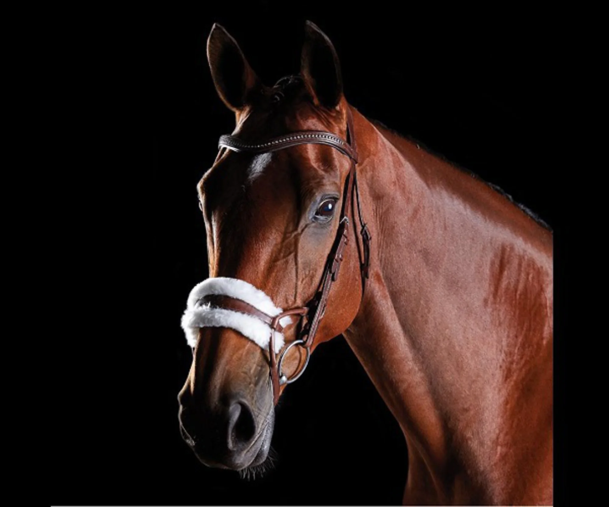 Anatomical Design   Horse Bridle Anatomic Horse Leather Bridle Horse Snaffle Leather Bridle Manufacturer Anatomic Dressage