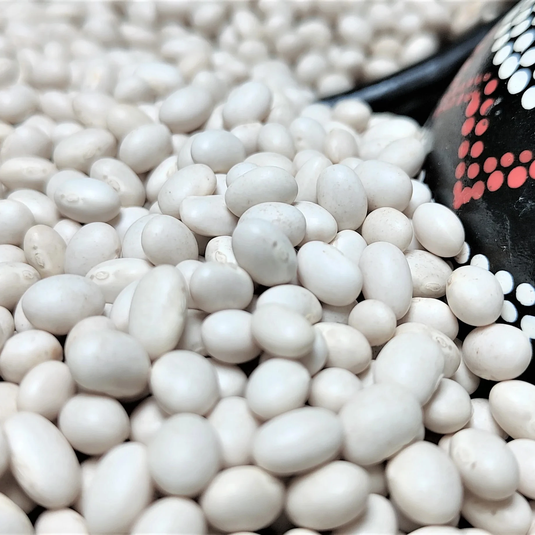 Export Quality White Pea Beans, 420-450PCS/100gm, 98.5% Purity, 2024 Crop, Direct from Farm Dried Custom Packing