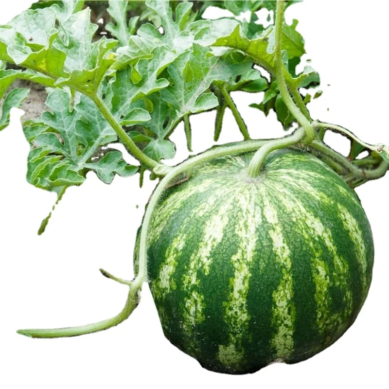 High purity for watermelon crimson sweet Good Germination Variety big Size Watermelon at Good price for export