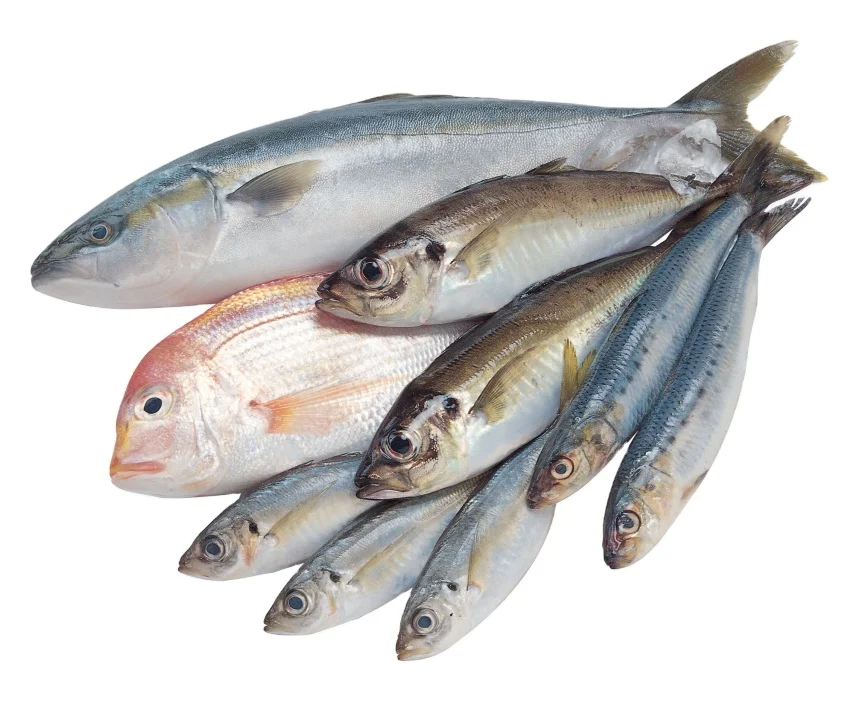 Popular items Market Wholesale Factory Packaging Hot Sale Frozen Hilsha Fish Stock Fish Fresh Season Fish From Bangladesh