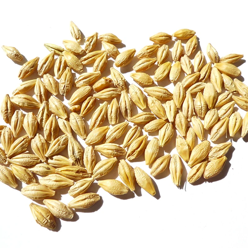 Barley Non-GMO Ukraine barley quality Feed Barley in bulk