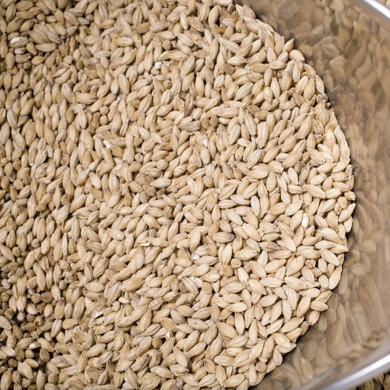 Rogue Quality Whole Barley Grain Feed | Livestock Feed Barley Animal Feed Barley