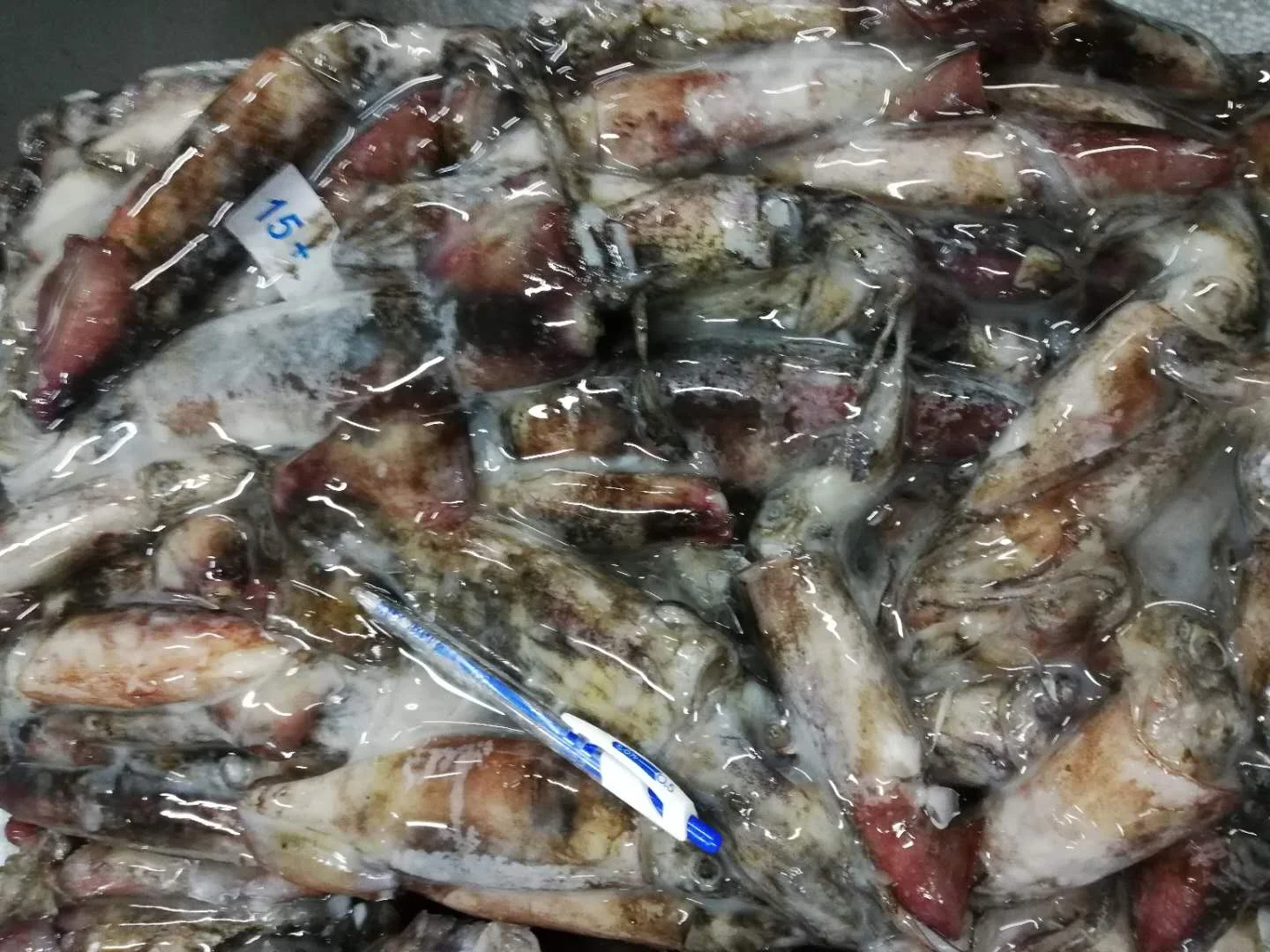 Quality Best Nature Catching Processing IQF Raw Whole Parts Fishing frozen squid Black Squid from Vietnam