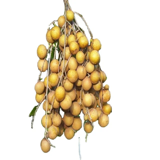YELLOW LONGAN FRUIT FROM VIETNAM SELLER