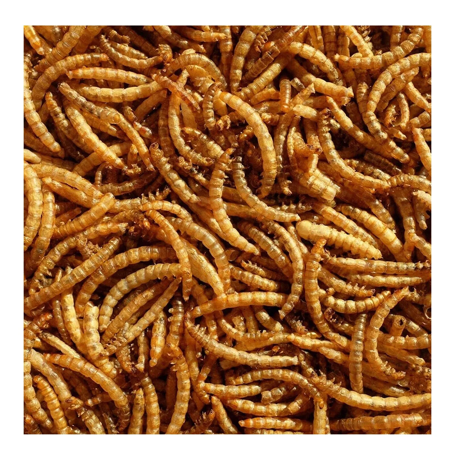 Dried Mealworms High Protein  1kg Customized Packaging 100% Pure Natural Mealworms Dried Pet Food