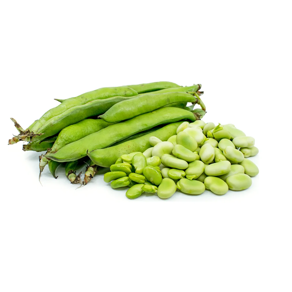 Wholesale Dealer and Supplier Of Dried Broad Beans Best Quality Best Factory Price Bulk Buy Online
