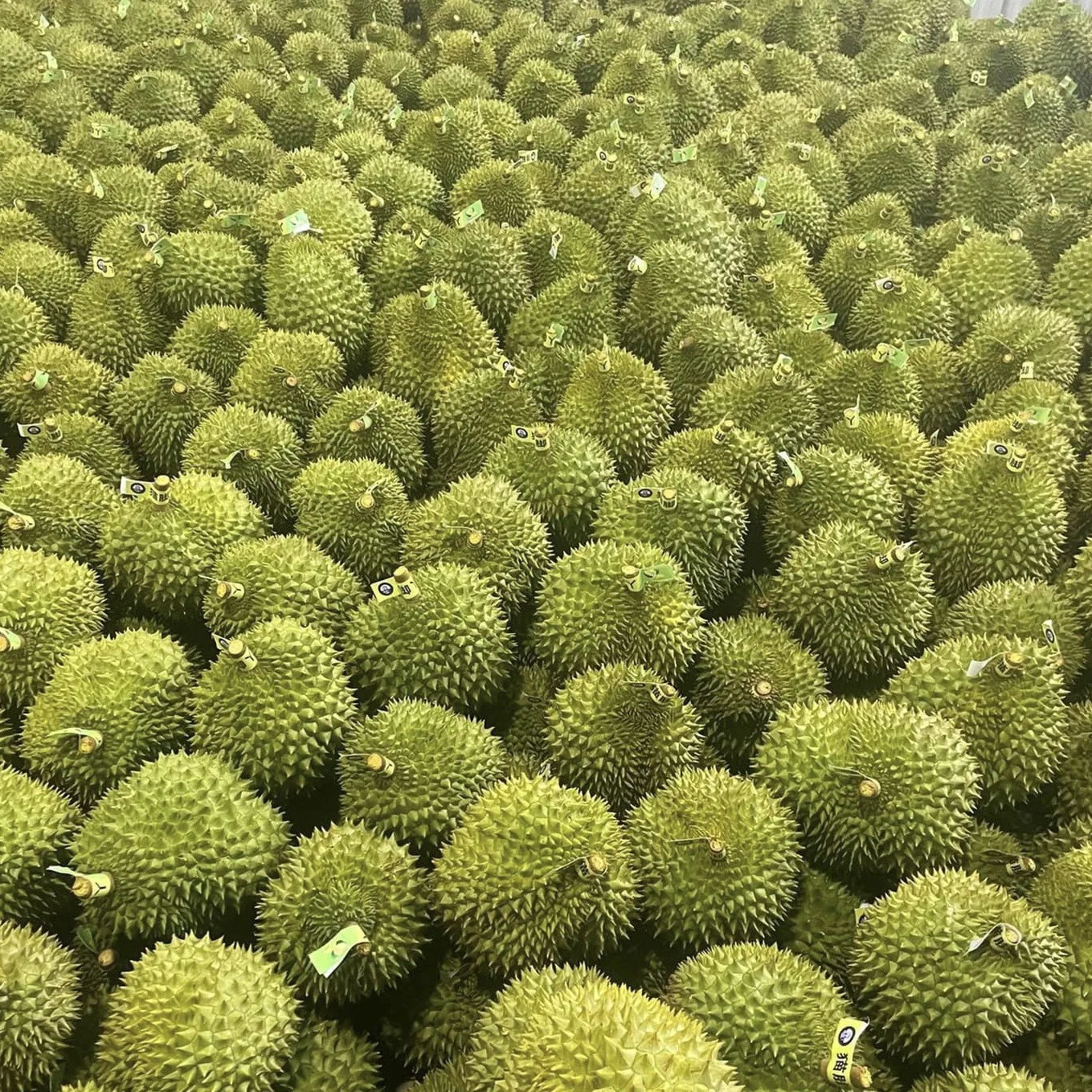 Vietnam Fresh Durian Type Monthong Ri6 Premium Quality Best Price