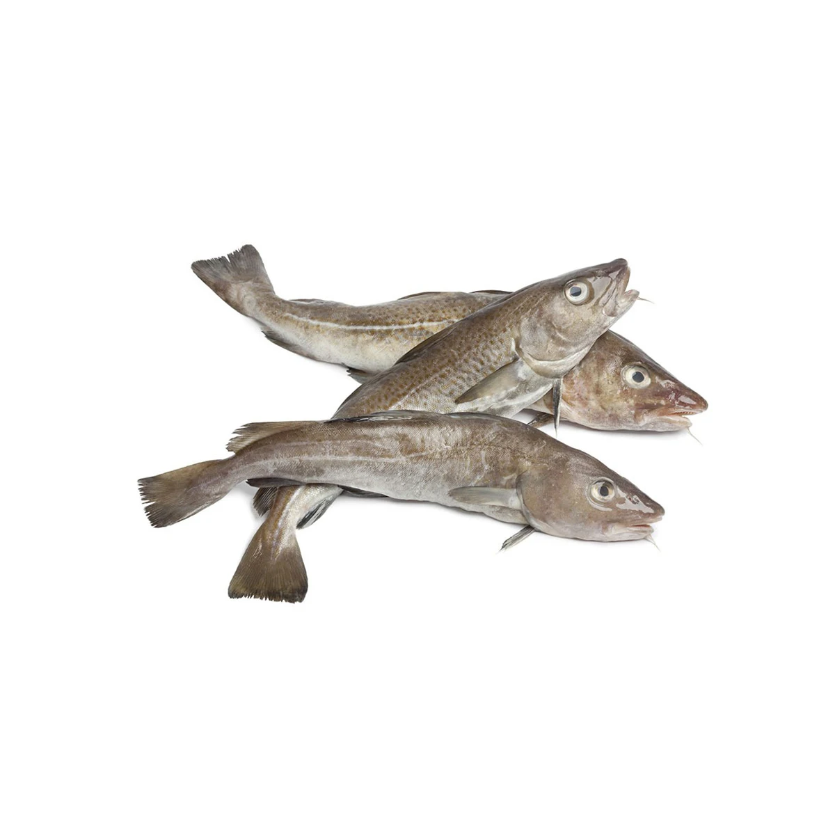 Pure Quality Fresh Atlantic cod Fish / Fillets Supplier Bulk Online Sale