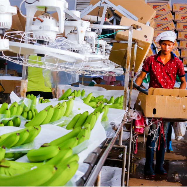 VIETNAM CAVENDISH Green Premium Light Tropical Banana Sweet Style Packing GLOBAL GAP Certificate