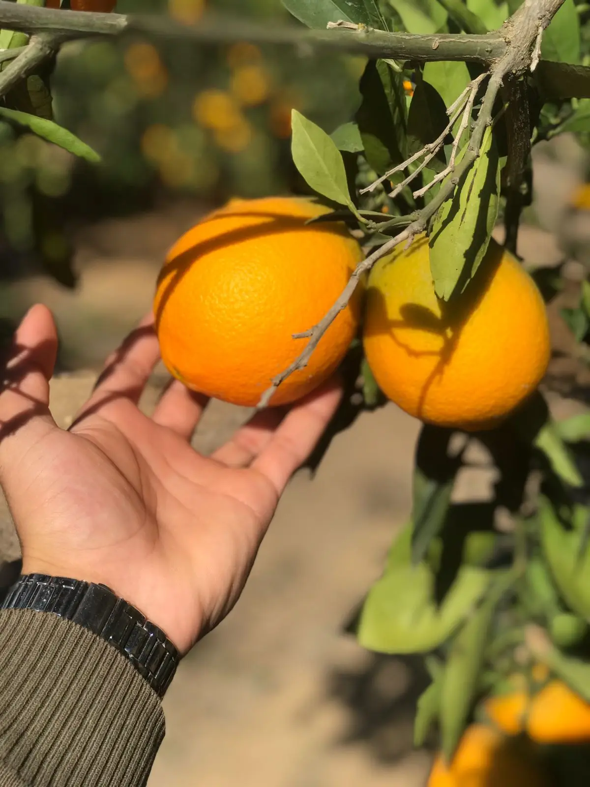 Fresh Abusra oranges from Egypt