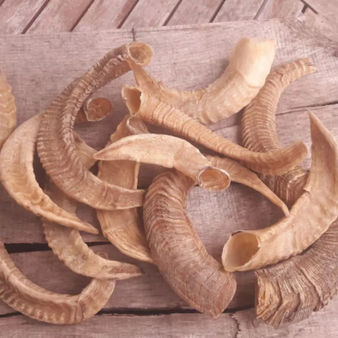 Best Quality Polished Natural Ram Horn For Customized Size Cheap Price With Handmade Use For Unpolished By Nhe Overseas