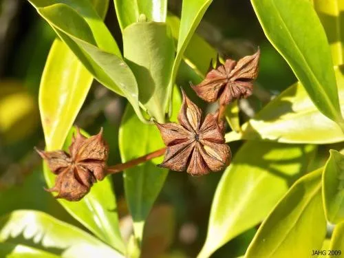 VIETNAMESE AUTUMN STAR ANISE MAIN CROP HOT SPICES AND HERBS LOW PRICE  HANFIMEX NATURAL FOREST ORIGIN HOT SELLER +84374074818