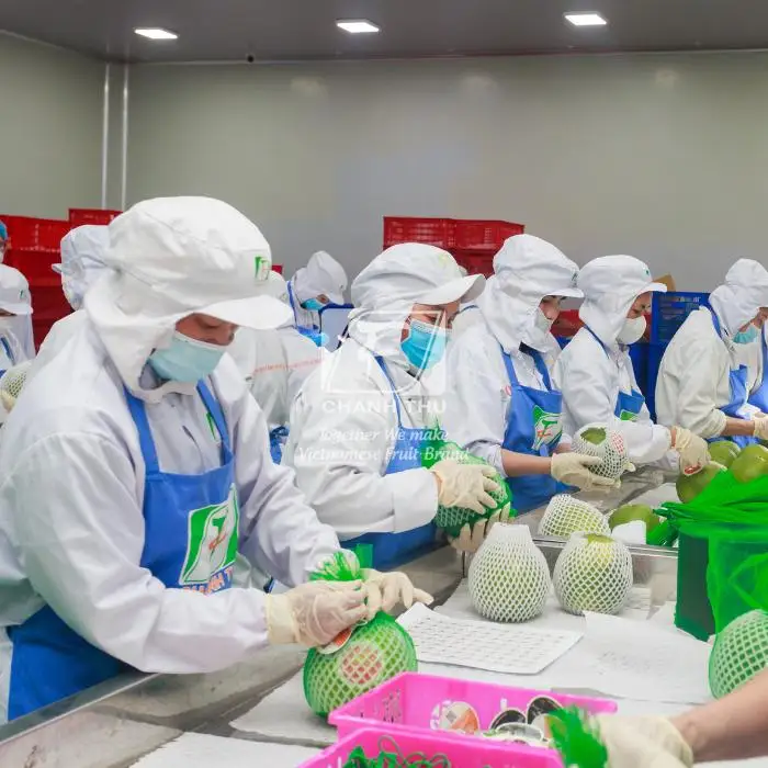 Top Fresh Honey pomelo Wholesale Slightly Sour And Less Seed Pomelo Fruit Fresh Pomelo Red/White Meat For Export