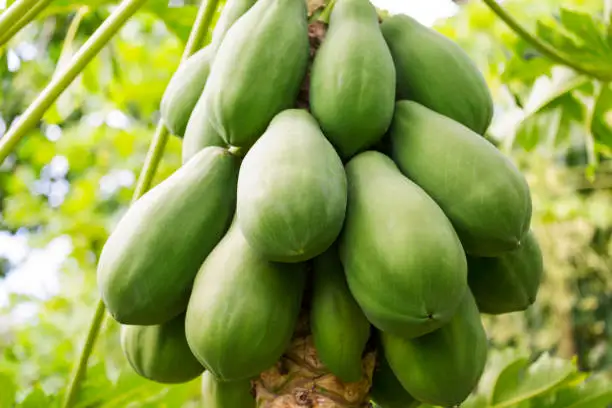 Fresh Papaya Fruit from India Low price for export 100% High Quality Fruit