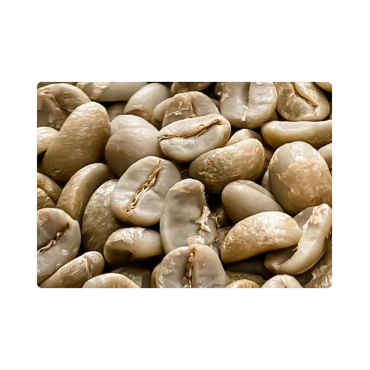 Arabica Catimor Professional Team Vietnam Robusta Coffee Beans Green Coffee Bean Customized Packaging Agricultural