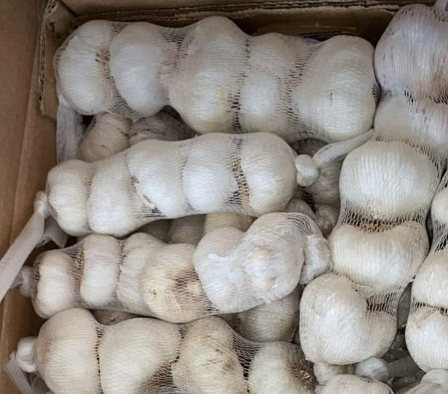 High quality dried white garlic new crop from Egypt 2023