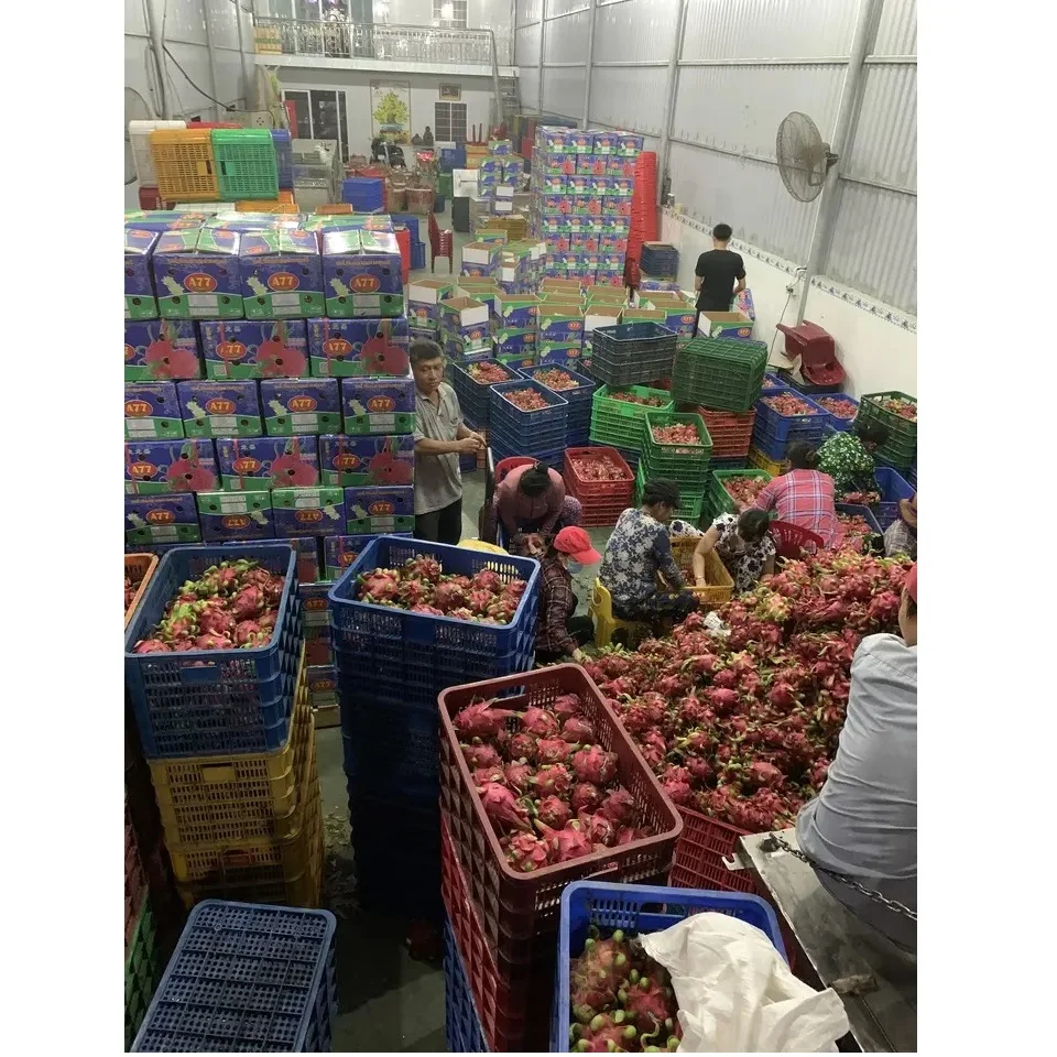 Vietnam 350g Dragon Fruit - Common Quality, Naturally Sweet, 100% Fresh, 6-Month Shelf Life