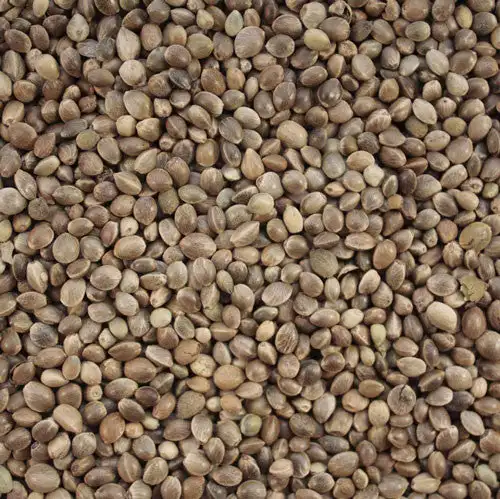 New Crop Raw Wholesale bulk hemp seed with export hemp seeds Good quality and cheap price Export from India