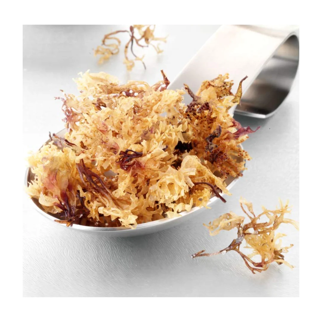 Wholesales DRIED GOLDEN SEA MOSS from Vietnam - High quality and best price -  Ms. Caryln (WA +84 935 825 297)