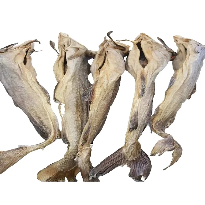 Atlantic cod (Gadus morhua) drying as stockfish ,Preserved  Arctic Cod Drying Fish Stock