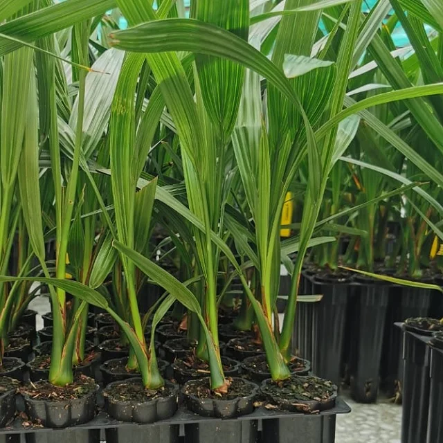 Palm Phoenix Development Low Maintenance For Shopping Mall Hotel Ready To Ship Tissue Culture Date Seedlings For Planting