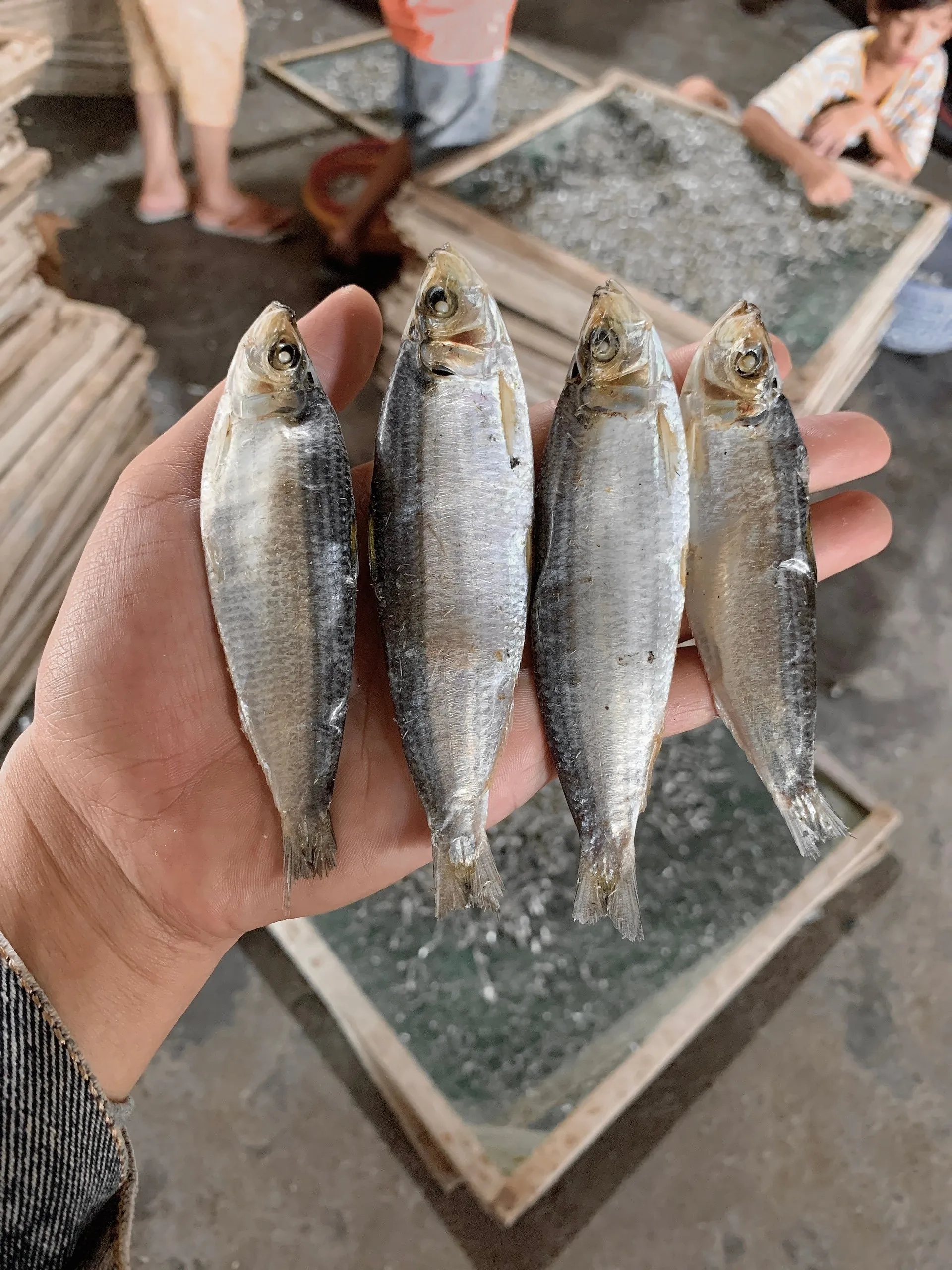 reasonable price dried herring fish herring good fish to eat