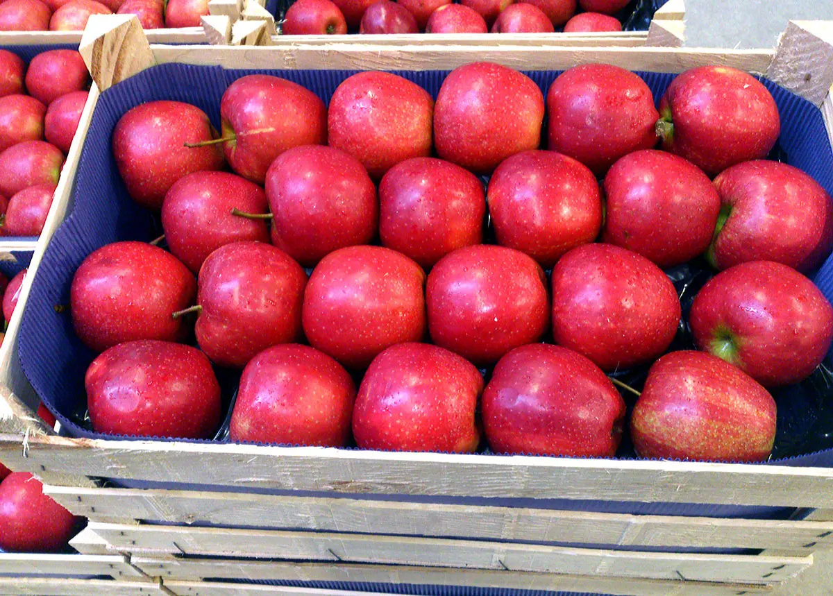 Fresh Fuji Sweet Apple