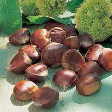 Organic Chinese Chestnuts Fresh and Roasted Sweet Taste Snack in Bulk Packaging Dried Style on Sale Now for Food Use