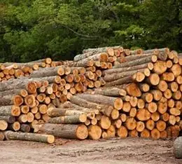 Timber LOGS.0023.jpg